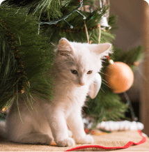 Prévenir les risques avec les animaux domestiques