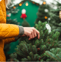 Le sapin de Noël naturel : un choix responsable !