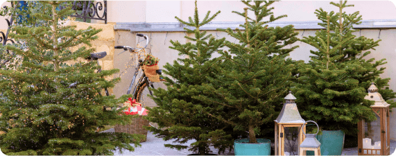 Sapins de Noël