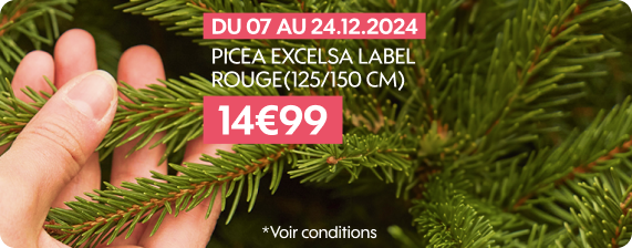 Sapin Picea Excelsa Label Rouge