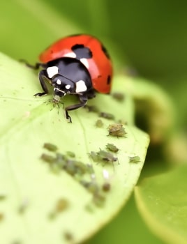 Astuces contre les pucerons