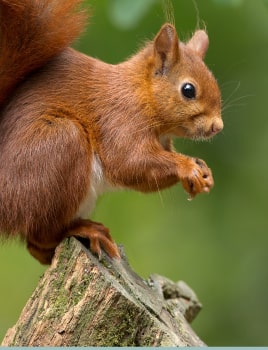 L’écureuil du jardin : espèces, mode de vie...