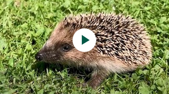 PORTRAIT : Le hérisson au jardin