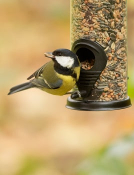 Comment nourrir les oiseaux du jardin ?
