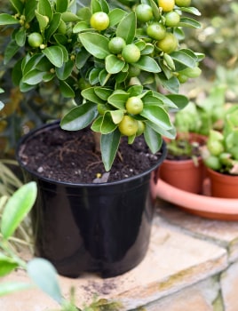 Arbres fruitiers nains pour balcon ou terrasse