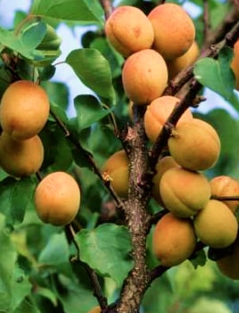 Choisir et associer des arbres fruitiers