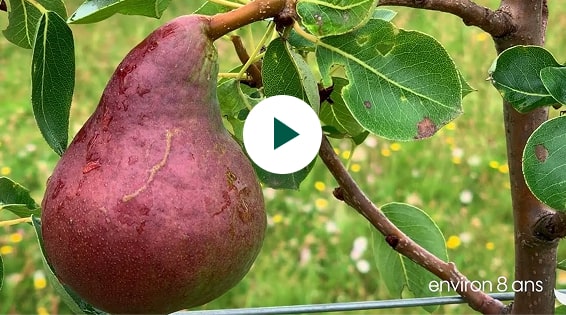 Création d'un verger de fruitiers palissés