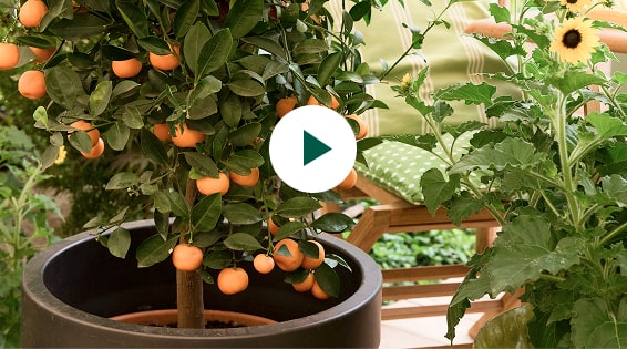 Cultiver un arbre fruitier nain sur votre balcon ou votre terrasse