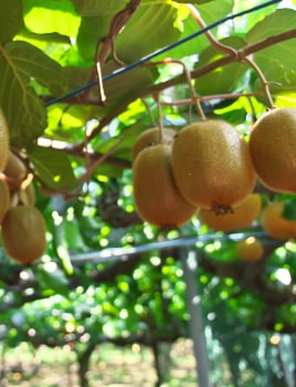 Fruitiers palissés : variétés, plantation et taille