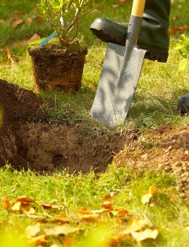 Comment bien planter un arbre fruitier ?