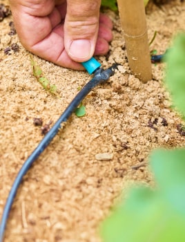 Arrosage goutte-à-goutte
