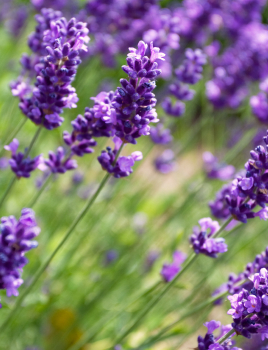 Accueillir des plantes mellifères au balcon