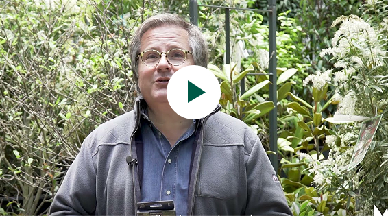 Composer des jardinières de plantes mellifères