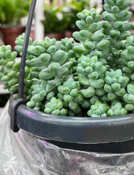 Plantes pour terrasse: choix et conseils