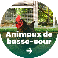 Animaux de basse-cour