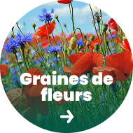 Graines de fleurs