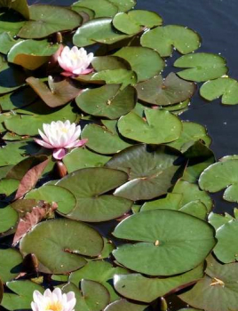 Choisir un bassin de jardin