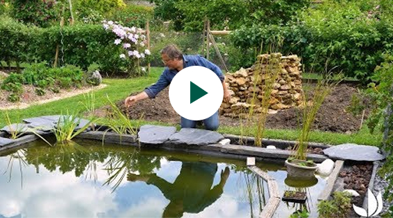 Les plantes pour un bassin naturel (Permaculture)