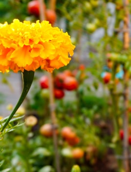Cultures associées et plantes compagnes