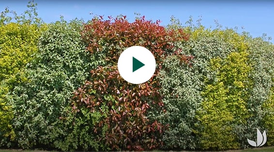 Favoriser la biodiversité au jardin