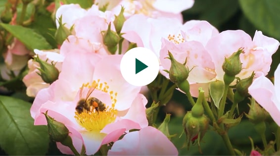 Haie champêtre : pourquoi planter et quels bénéfices