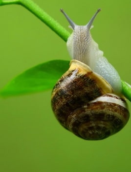 Lutter contre les limaces et les escargots