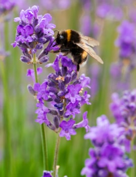 Quel est le rôle des plantes mellifères ?