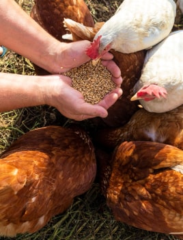 L’alimentation des poules : comment les nourrir ?