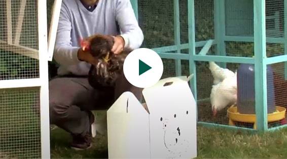 Comment bien élever des poules ?