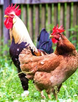 Quelle race de poule choisir ?