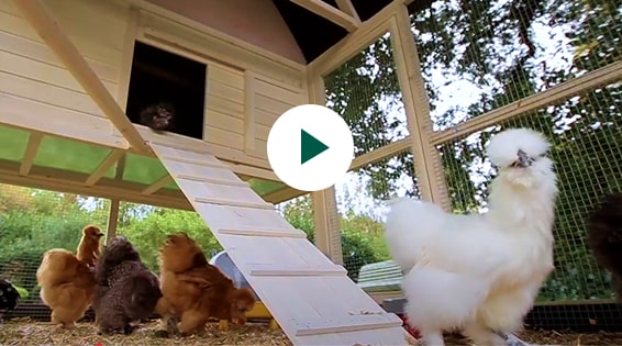 Comment entretenir un poulailler