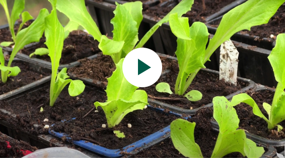 Comment et où planter ses semis de printemps ?