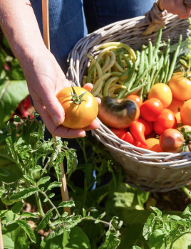Créer un potager bio