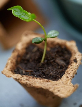 Faire son semis pour le potager