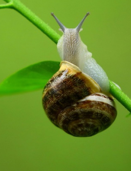 Lutter contre les limaces et les escargots