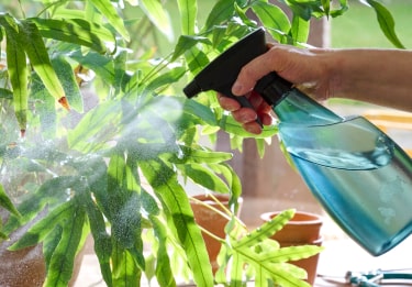 Comment arroser les plantes d’intérieur ?