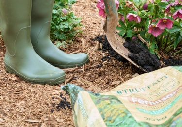 Pourquoi planter en automne