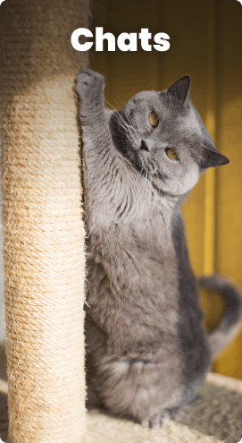 Chats