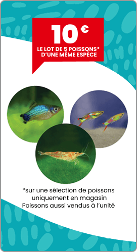 10€ de remise le lot de 5 poissons de la même espèces