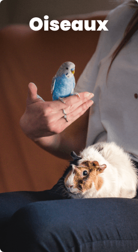 Oiseaux