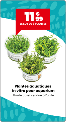 Lot de 3 plantes aquatiques in vitro pour aquarium