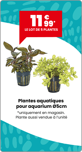 Lot de 5 plantes aquatiques pour aquarium