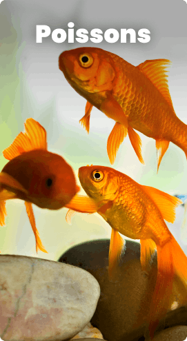 Poissons
