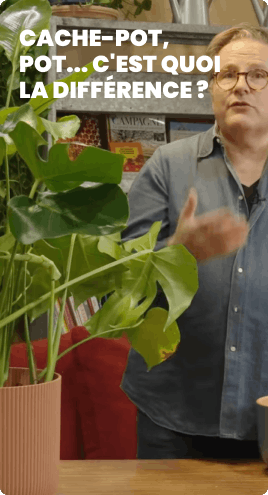 cache-pot, pot... c'est quoi la différence