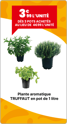 Plante aromatique Truffaut