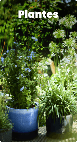 Plantes