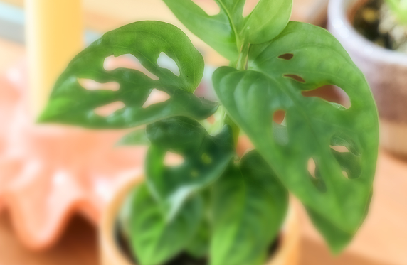 Acheter une carte cadeau