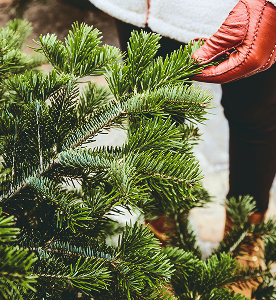 Sapins