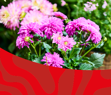 Ventes privees Plantes