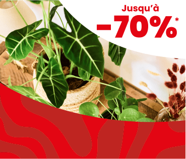Soldes Plantes